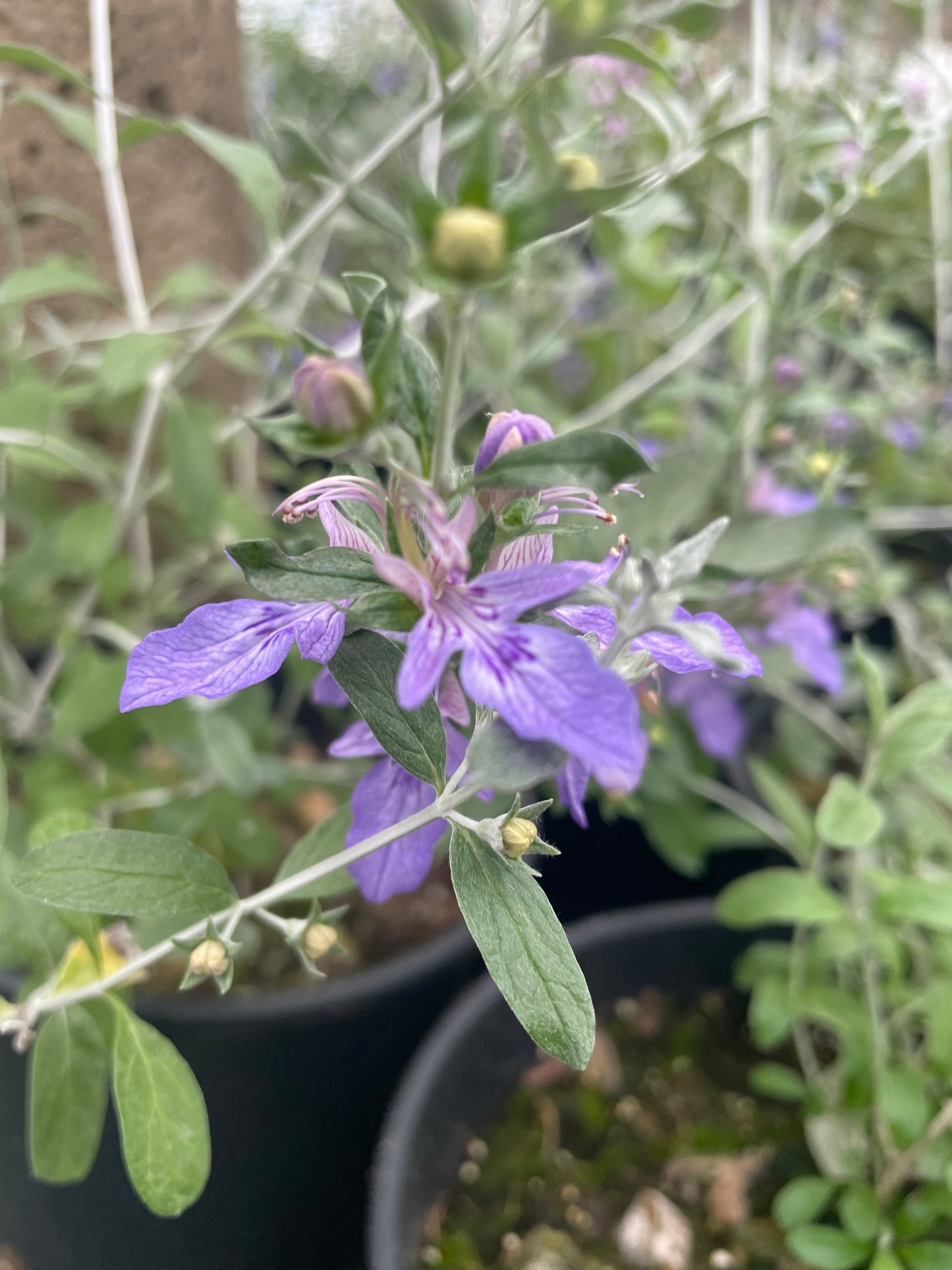 Teucrium lucidrys v18 cm