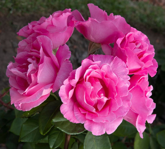 The Mc Cartney Meizeli