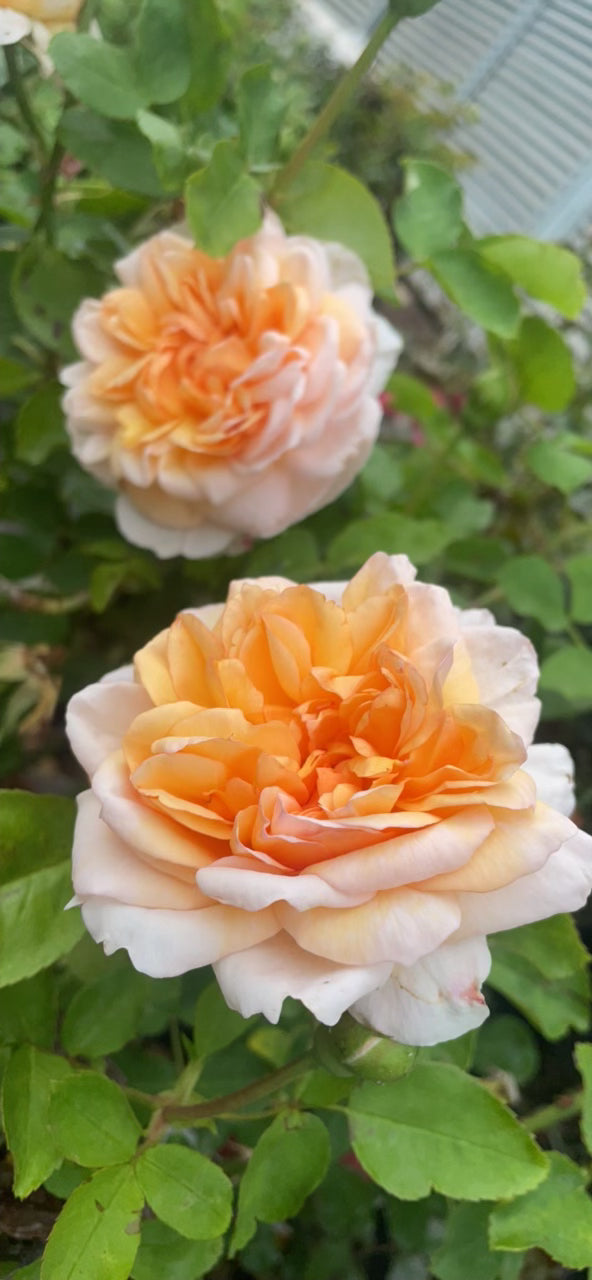 The Lady Garddener v24 cm