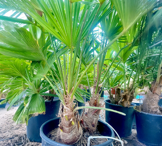 TRACHYCARPUS FORTUNEI