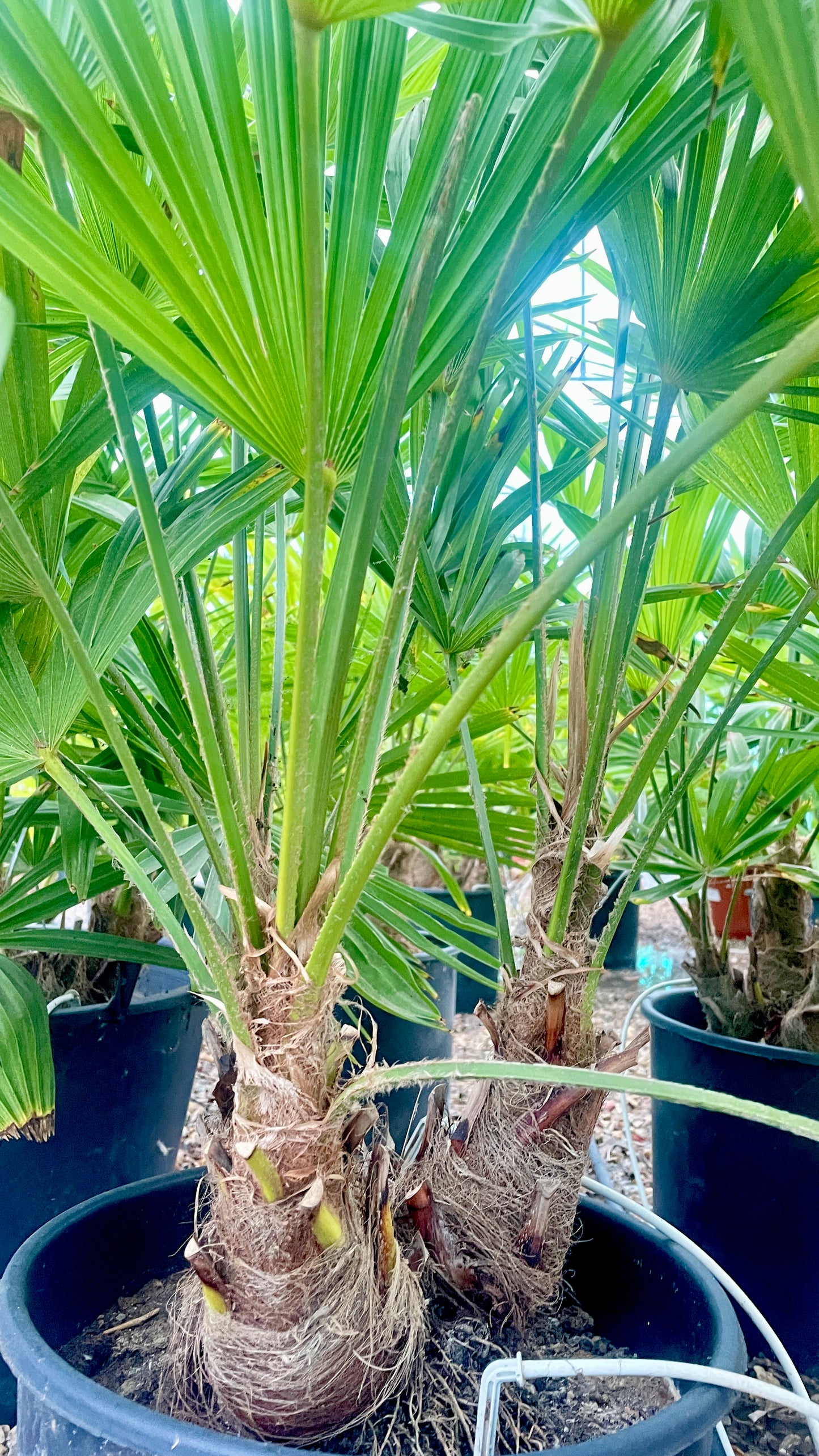 TRACHYCARPUS FORTUNEI