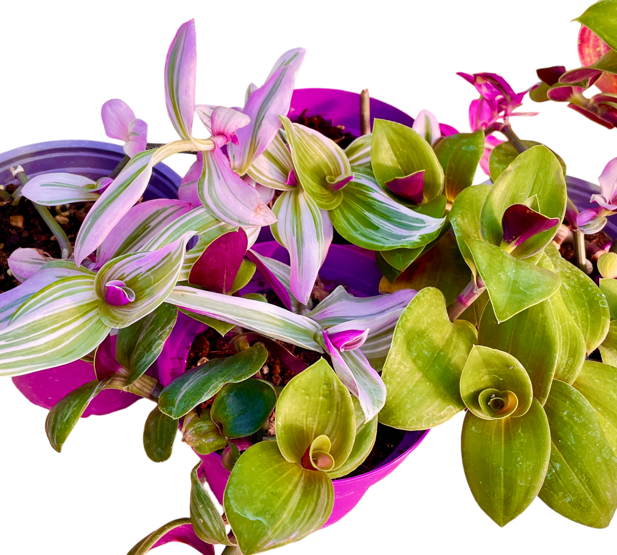 Tradescantia