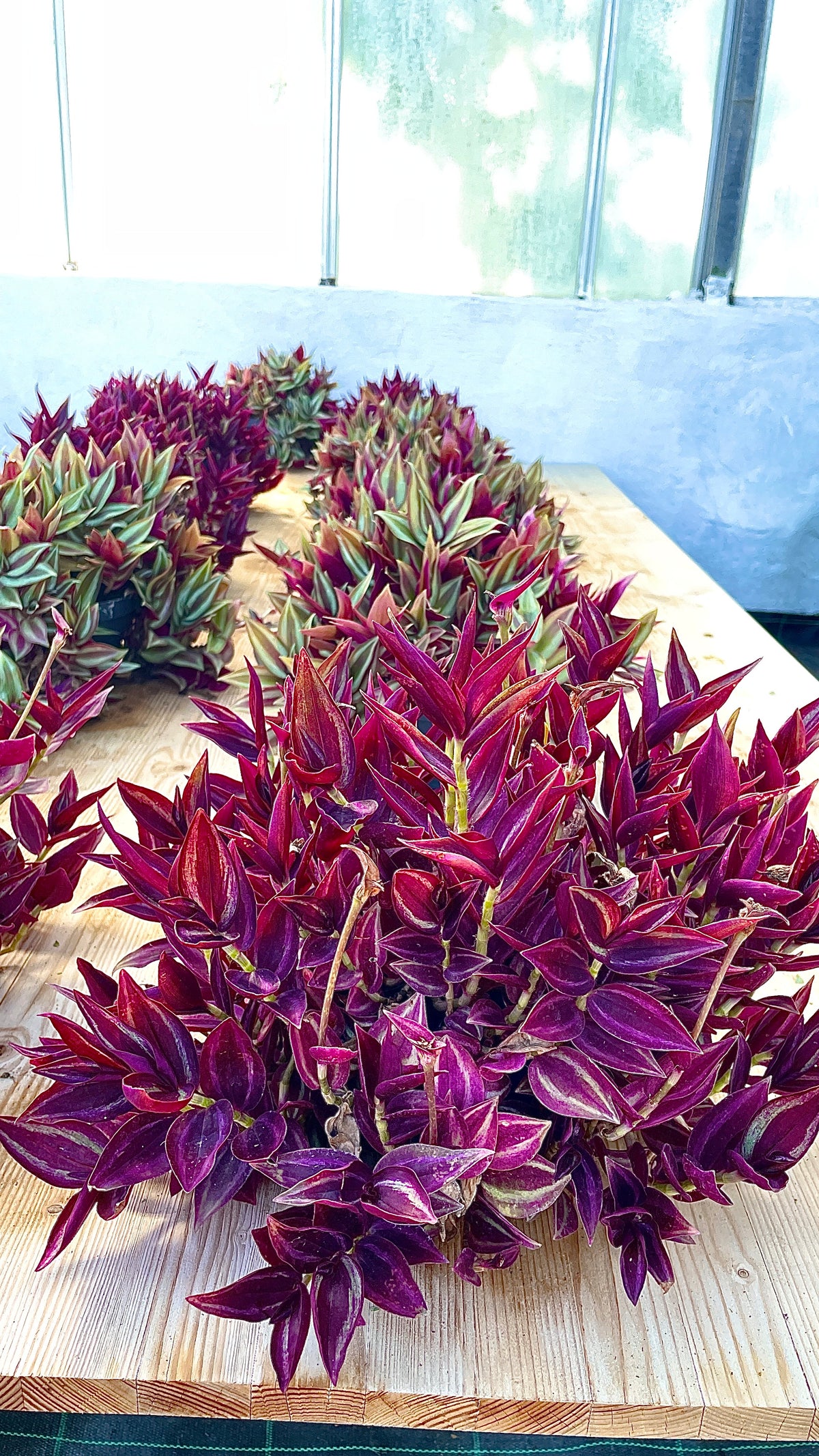 Tradescantia