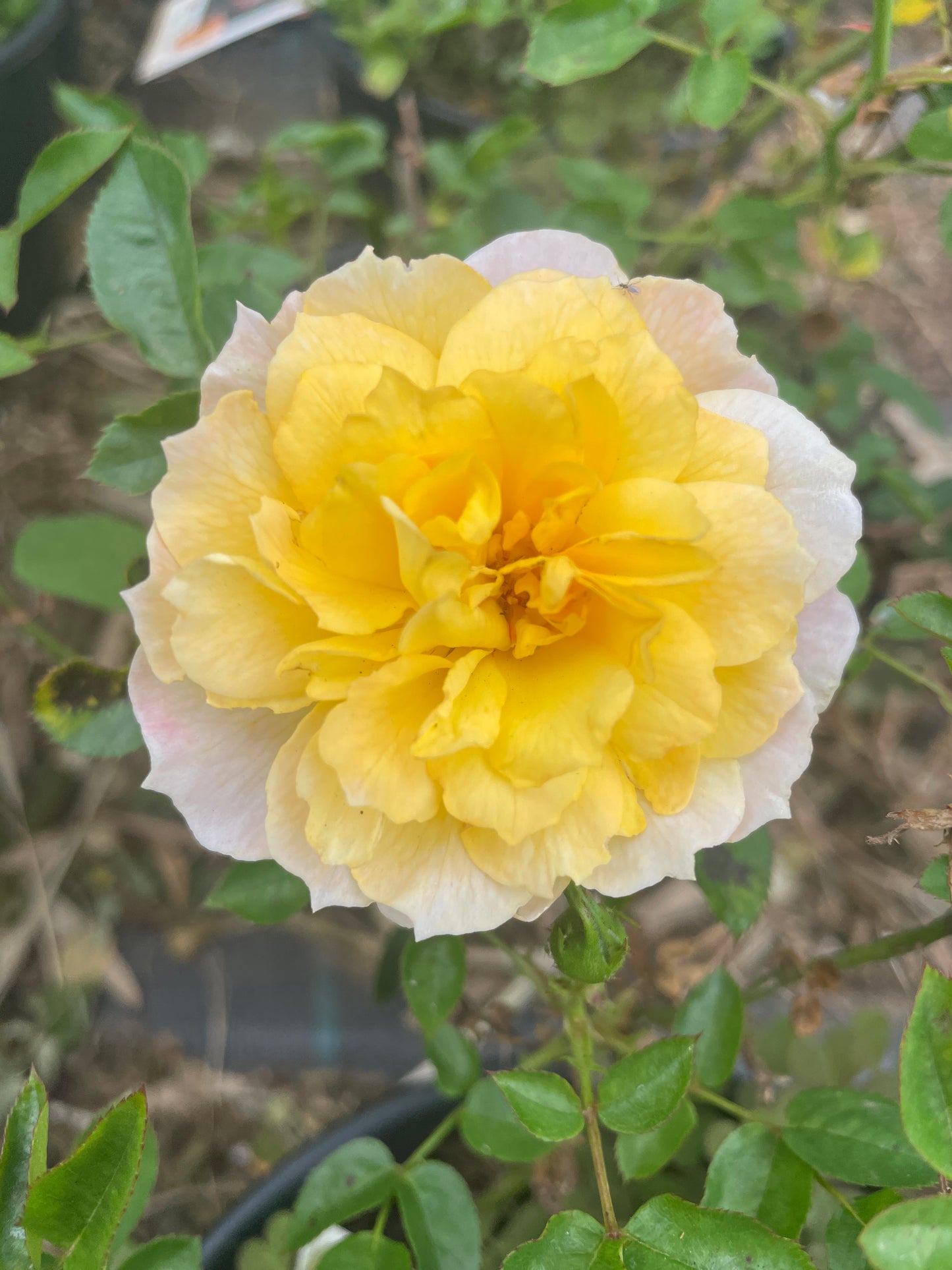 Meillandino Tropico v20 cm