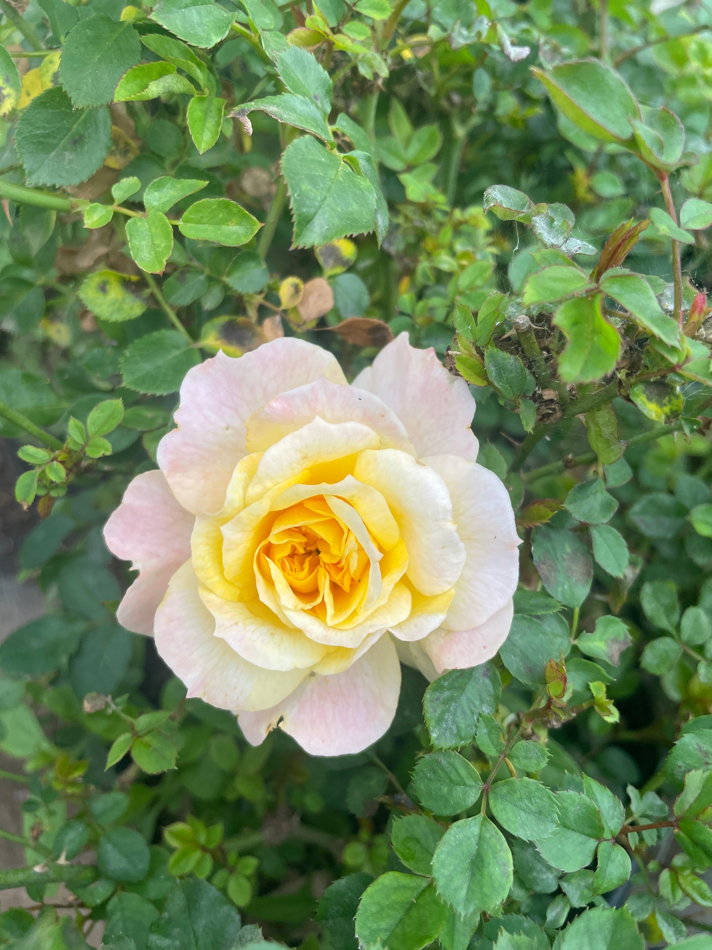 Meillandino Tropico v20 cm