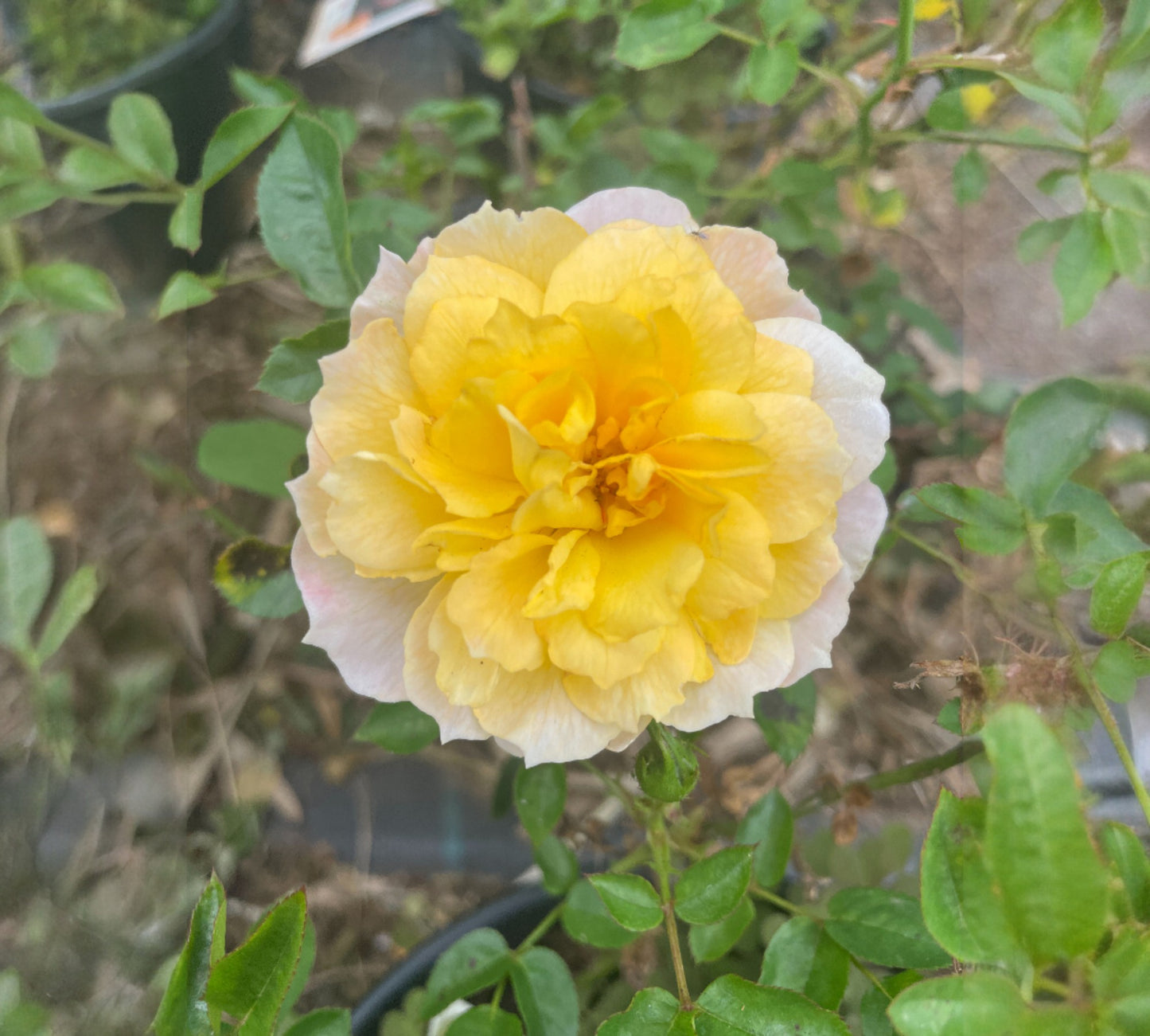 Meillandino Tropico v20 cm