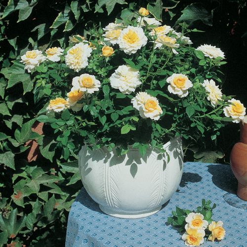 Meillandino Tropico v20 cm