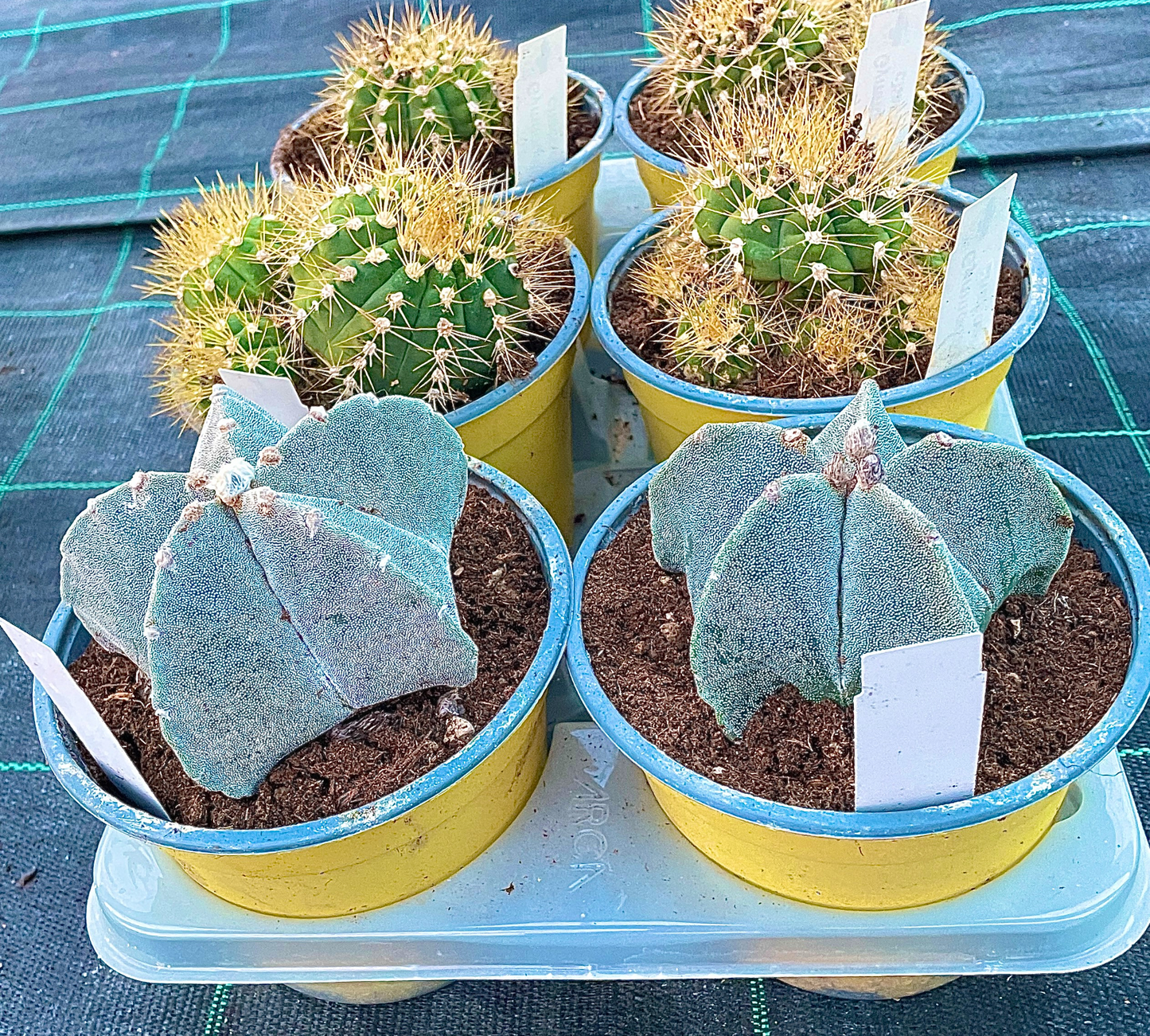 Piante grasse mix V 14cm