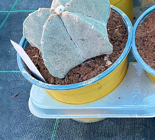 Astrophyutum myriostigma  V14 cm