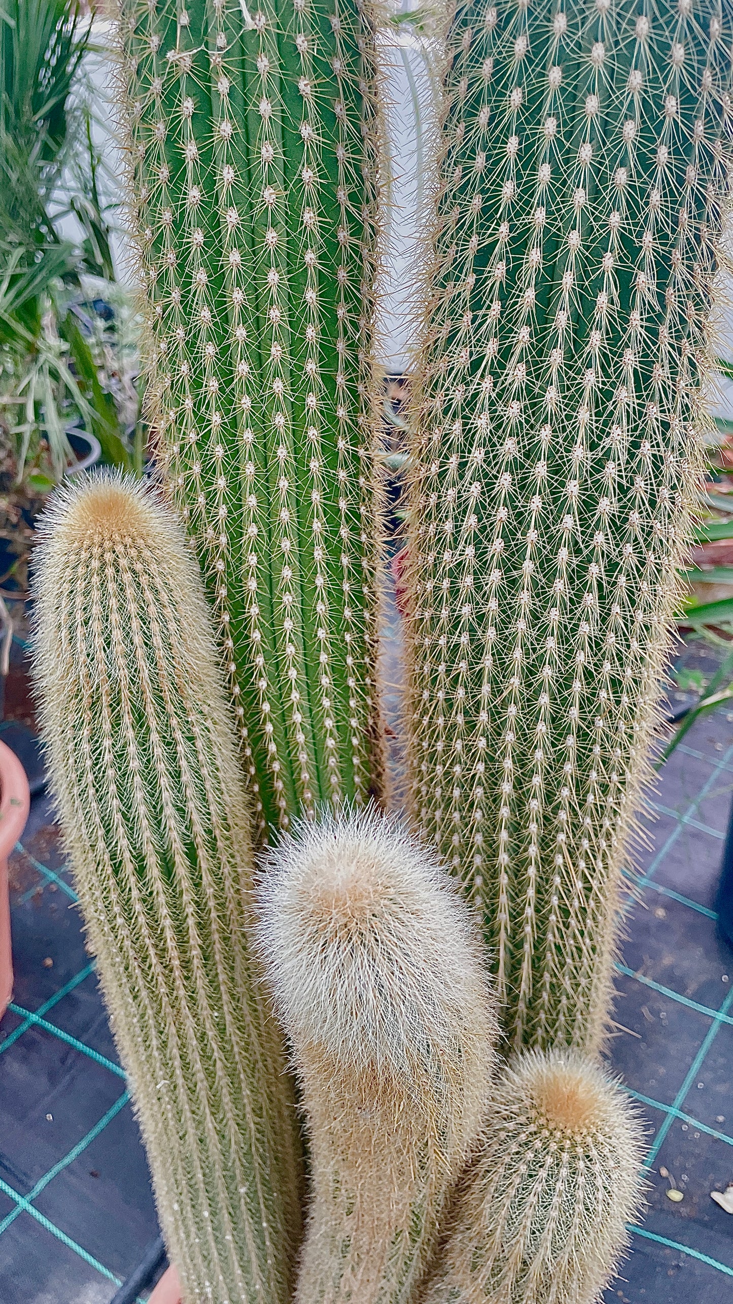 Vatricania V 30 cm, H 100 cm