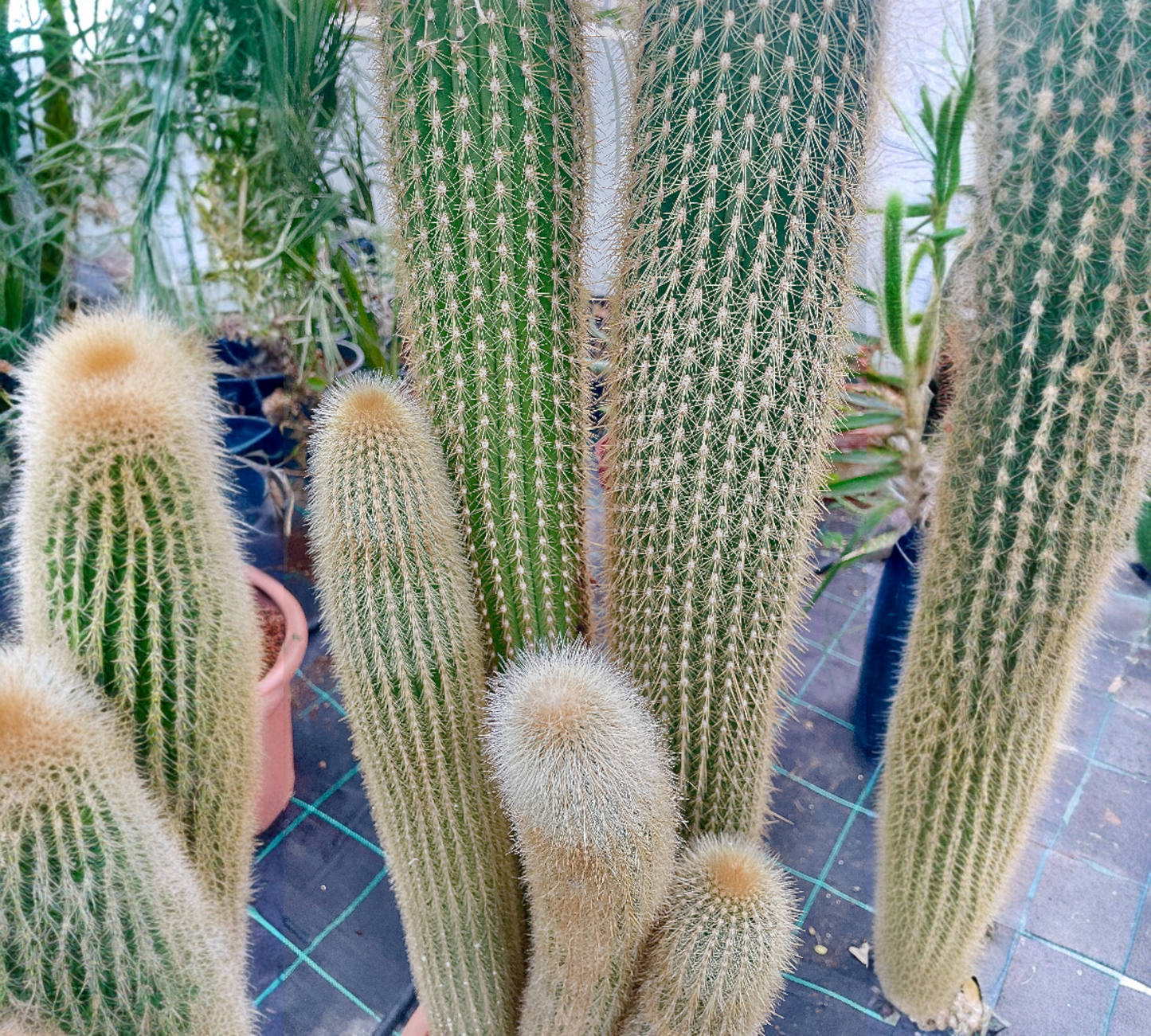 Vatricania V 30 cm, H 100 cm