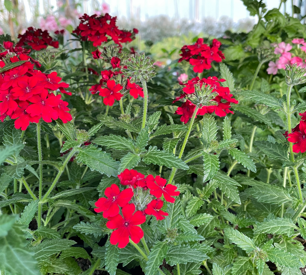 Verbena