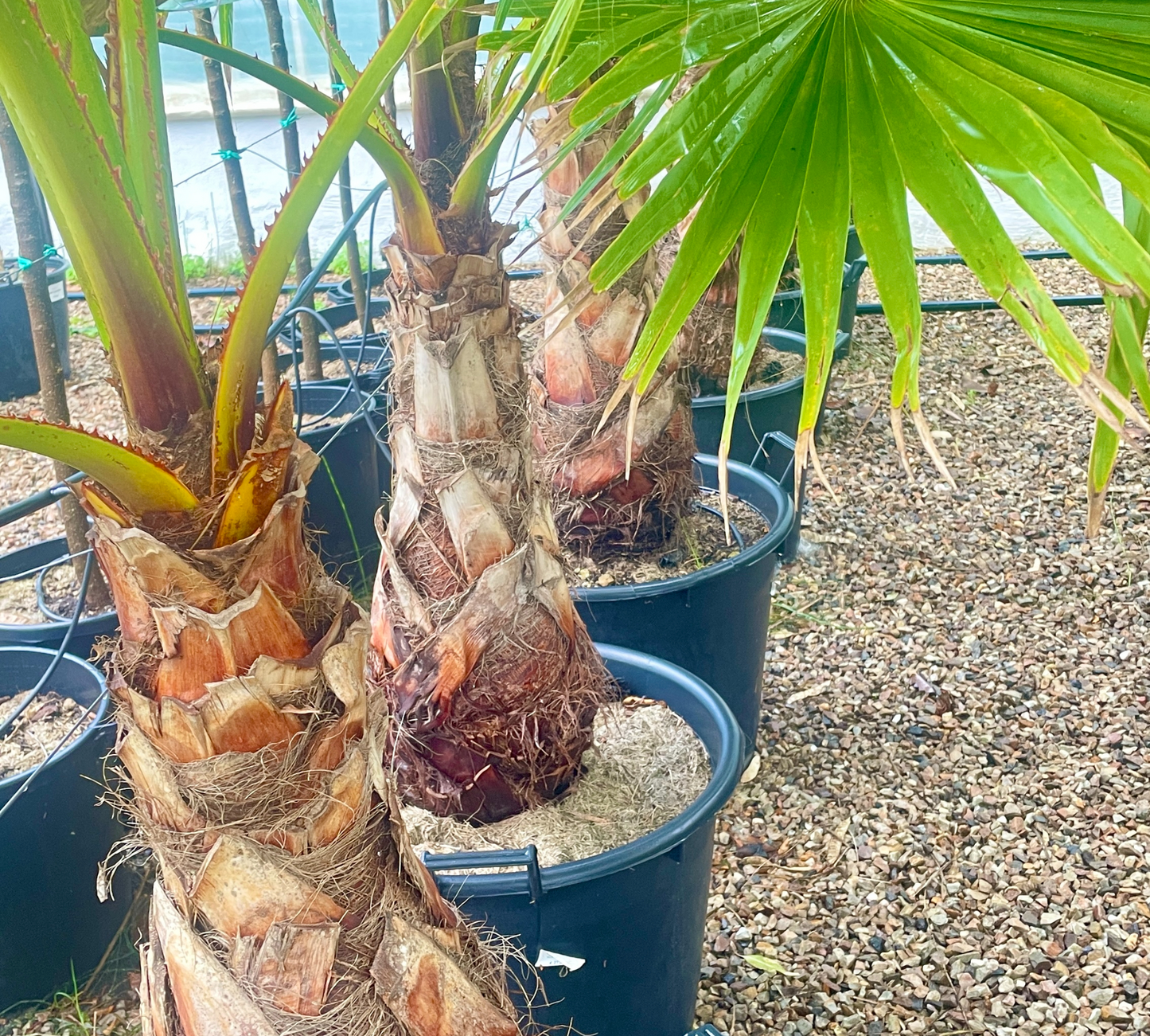 Washingtonia robusta