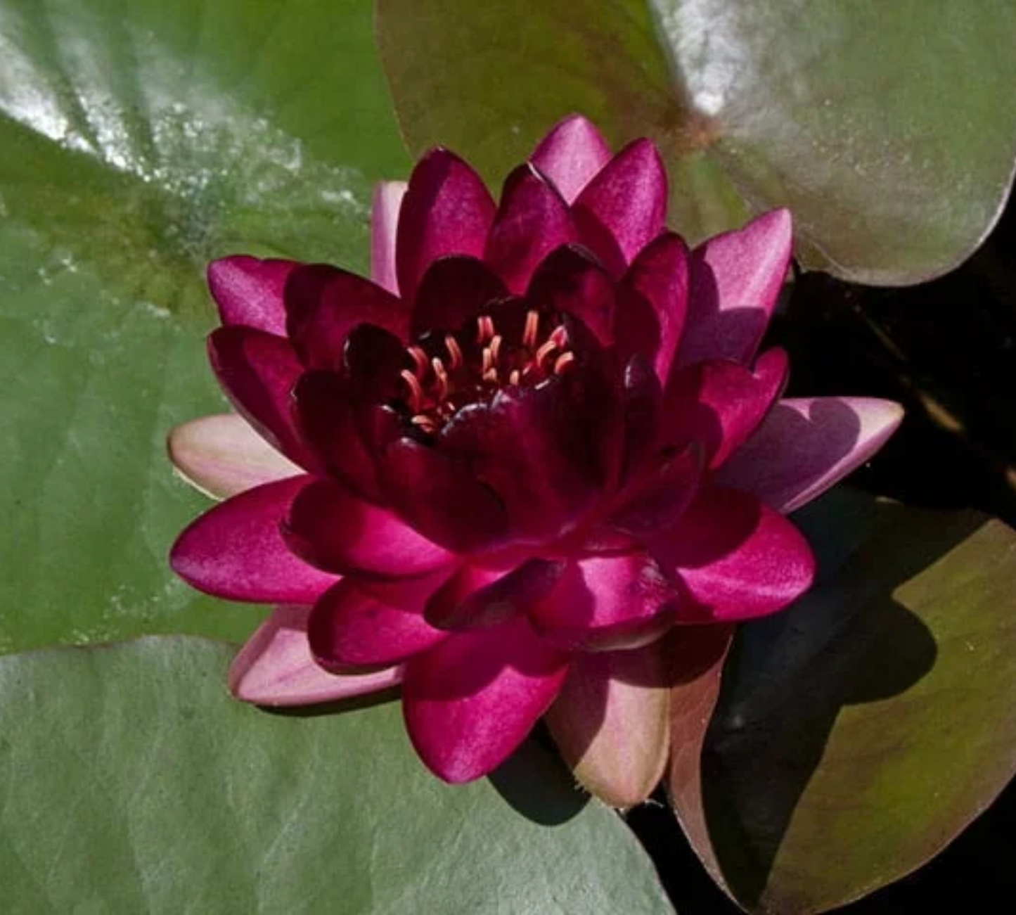 Nymphaea Frobeli Media Piccola