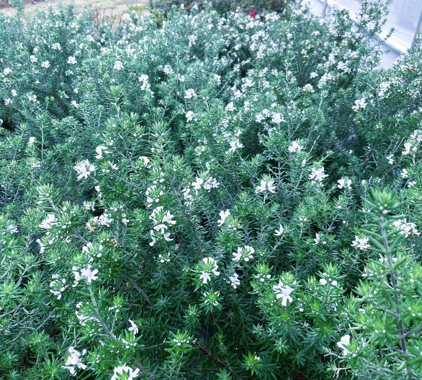 Westringia fruticosa