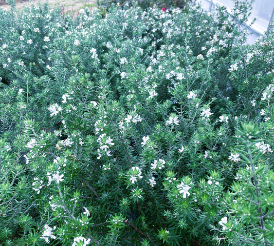 Westringia fruticosa