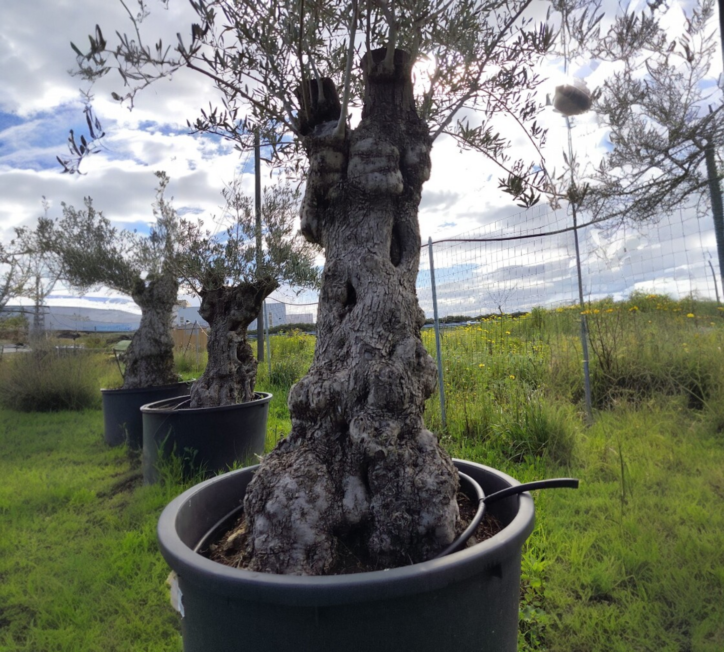 Olea Europea grandi esemplari --H 220 cm