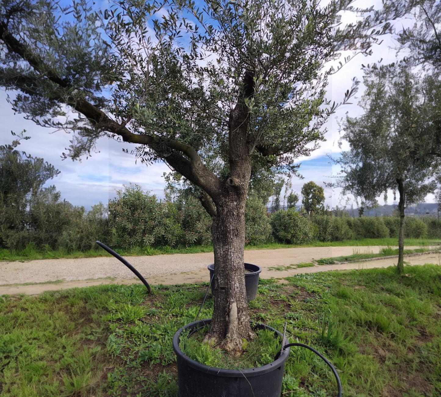 Olea Europea grandi esemplari --H 260 cm
