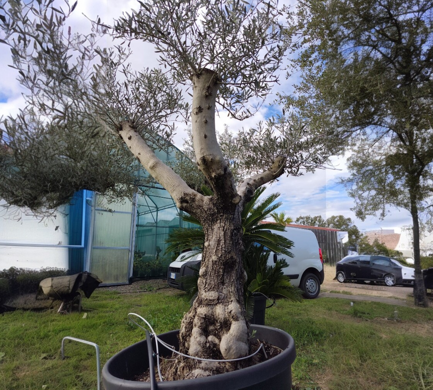 Olea Europea grandi esemplari --H 150 cm
