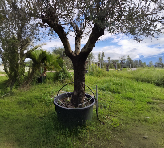 Olea Europea grandi esemplari --H 290 cm