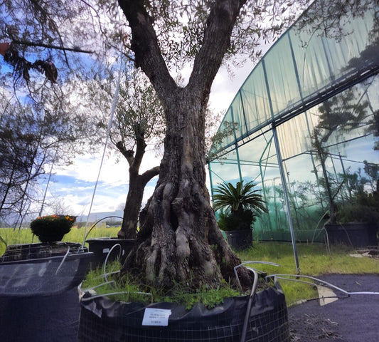 Olea Europea grandi esemplari --H 300 cm