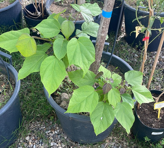 Paulownia tormentosa v40 cm -Offerta