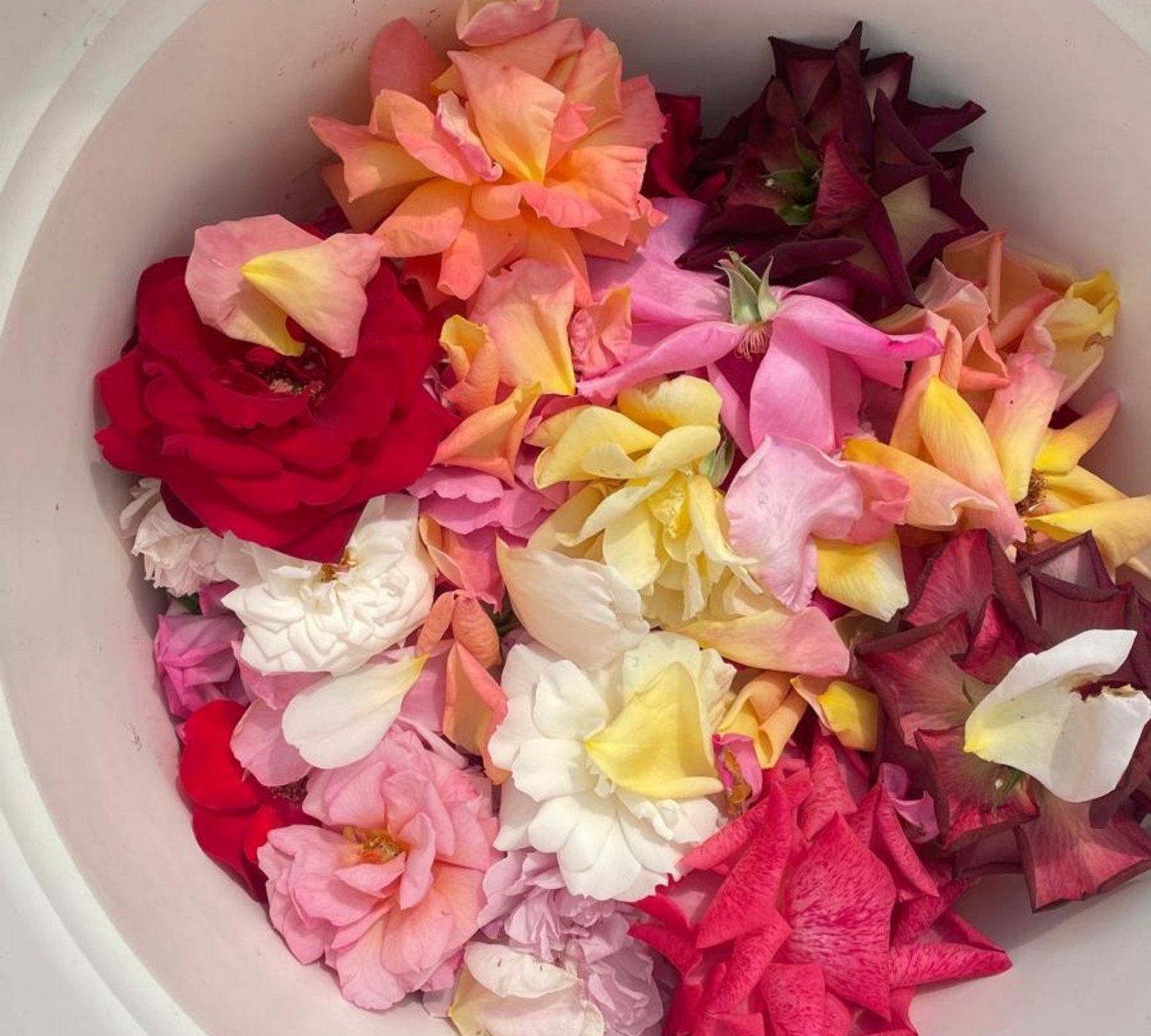 Petali di rose per eventi speciali, feste, matrimoni etc