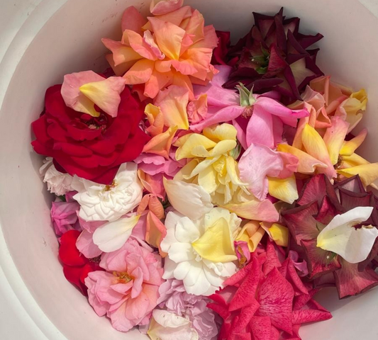 Petali di rose per eventi speciali, feste, matrimoni etc