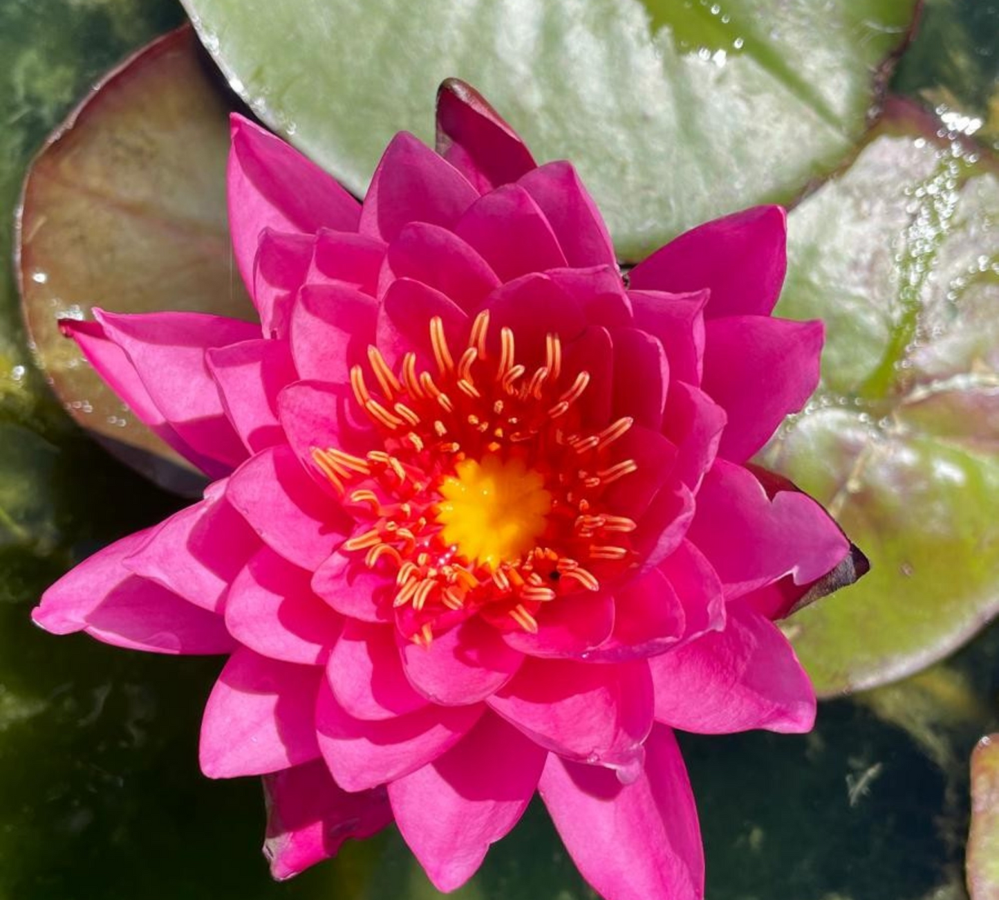 Nymphaea 'Pink Sensation' – Ninfea Rustica Rosa per Laghetto