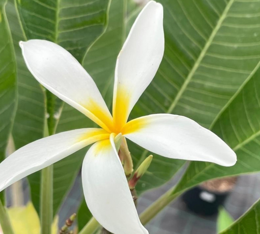 Plumeria (Frangipani) – Pianta Tropicale Profumata da Giardino