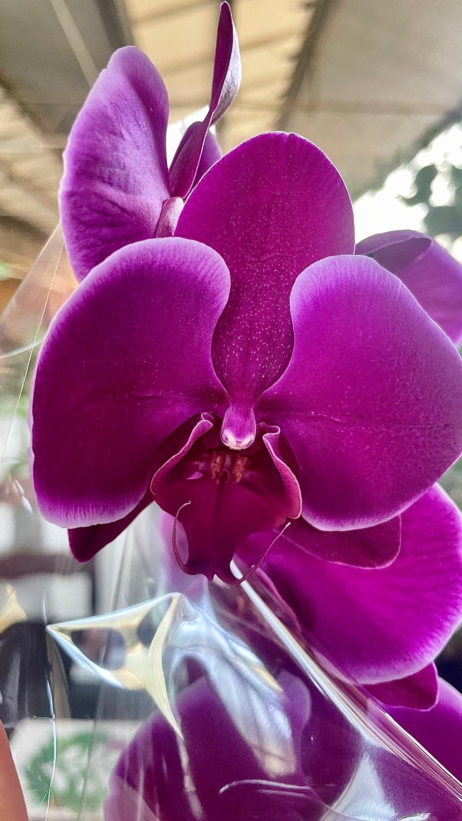 Primo piano di un fiore di Orchidea Phalaenopsis viola scuro, avvolto in cellophane trasparente