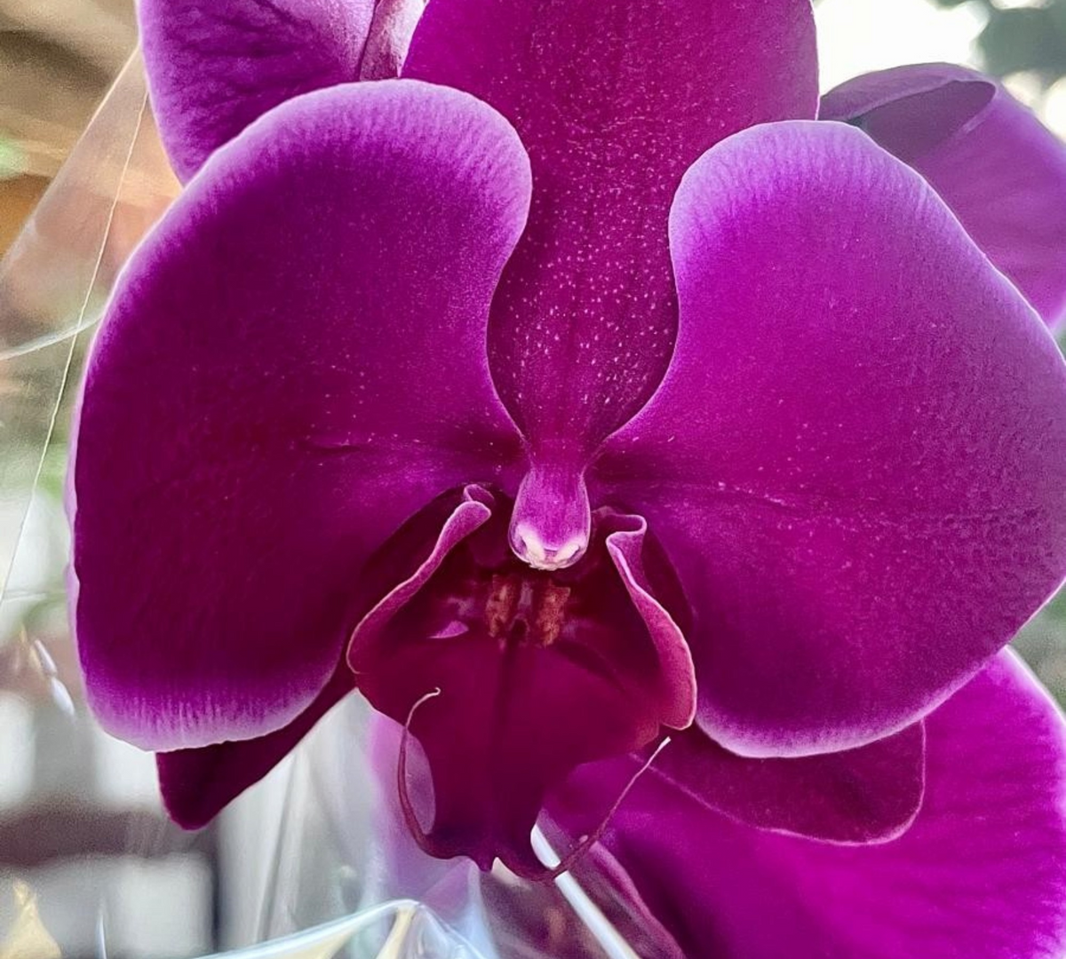 Primo piano di un fiore di Orchidea Phalaenopsis dai petali viola intenso