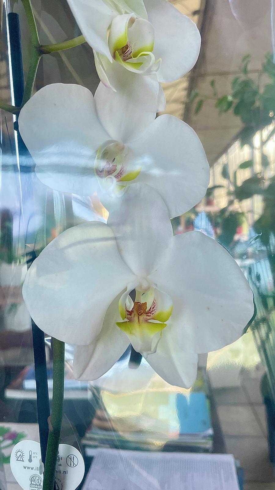 Fiori bianchi di Orchidea Phalaenopsis con centro giallo e macchie rosa, su stelo in vaso