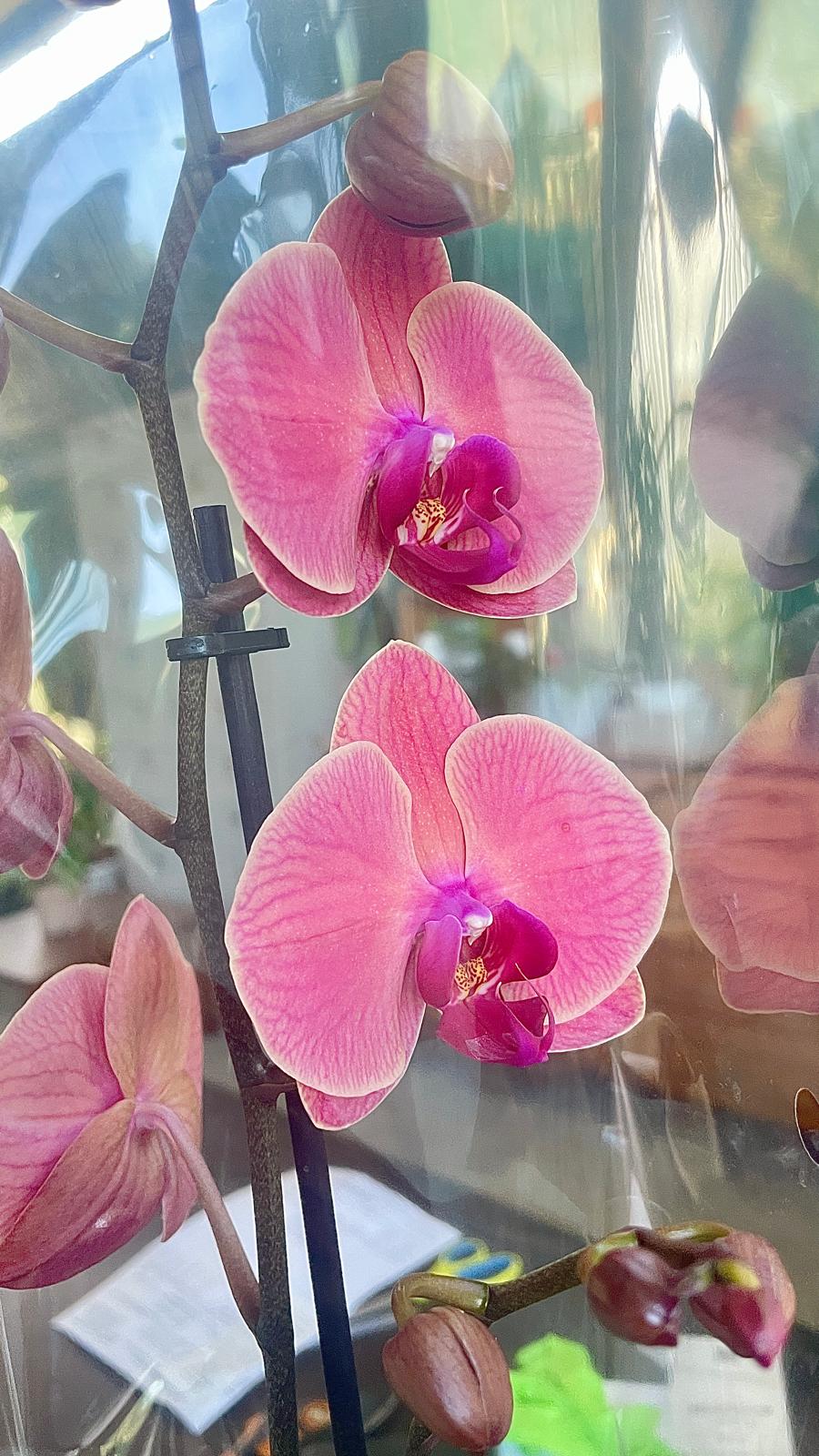 Orchidea Phalaenopsis con fiori rosa su stelo sostenuto da tutore, boccioli chiusi in basso