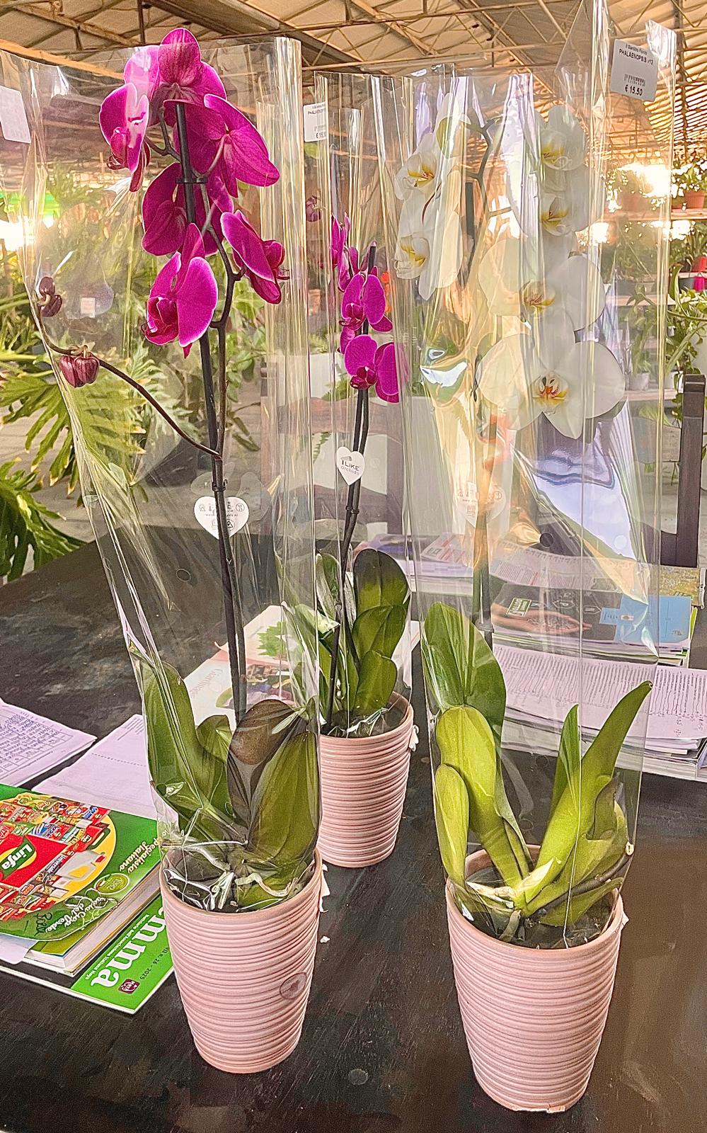 Orchidee Phalaenopsis in vaso rosa, fiori fucsia e bianchi, avvolte in cellophane trasparente