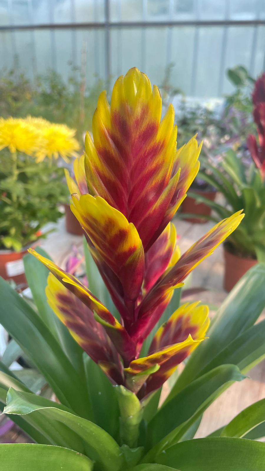Vriesea con infiorescenza a spiga giallo-rossa, foglie verdi, in vivaio tra altre piante in vaso.