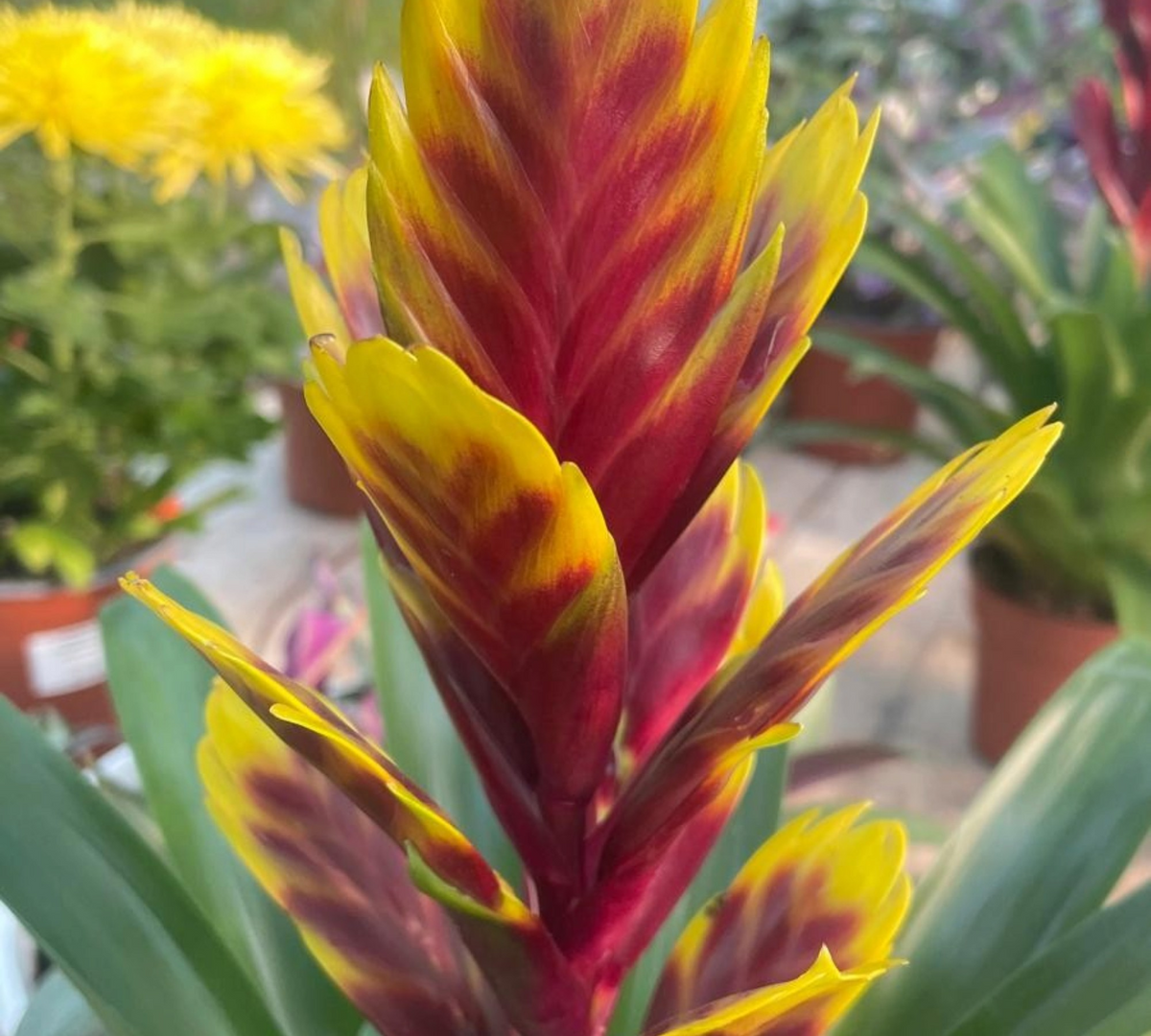 Vriesea con infiorescenza rosso-gialla a spiga, su sfondo di piante in vaso e fiori gialli