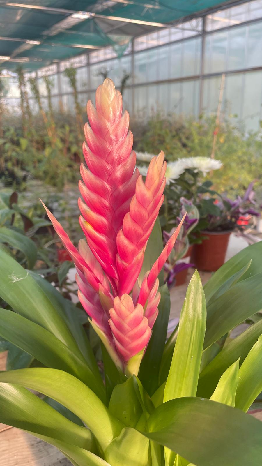 Vriesea con spiga fiorale rosa-arancio e foglie verdi, in vivaio