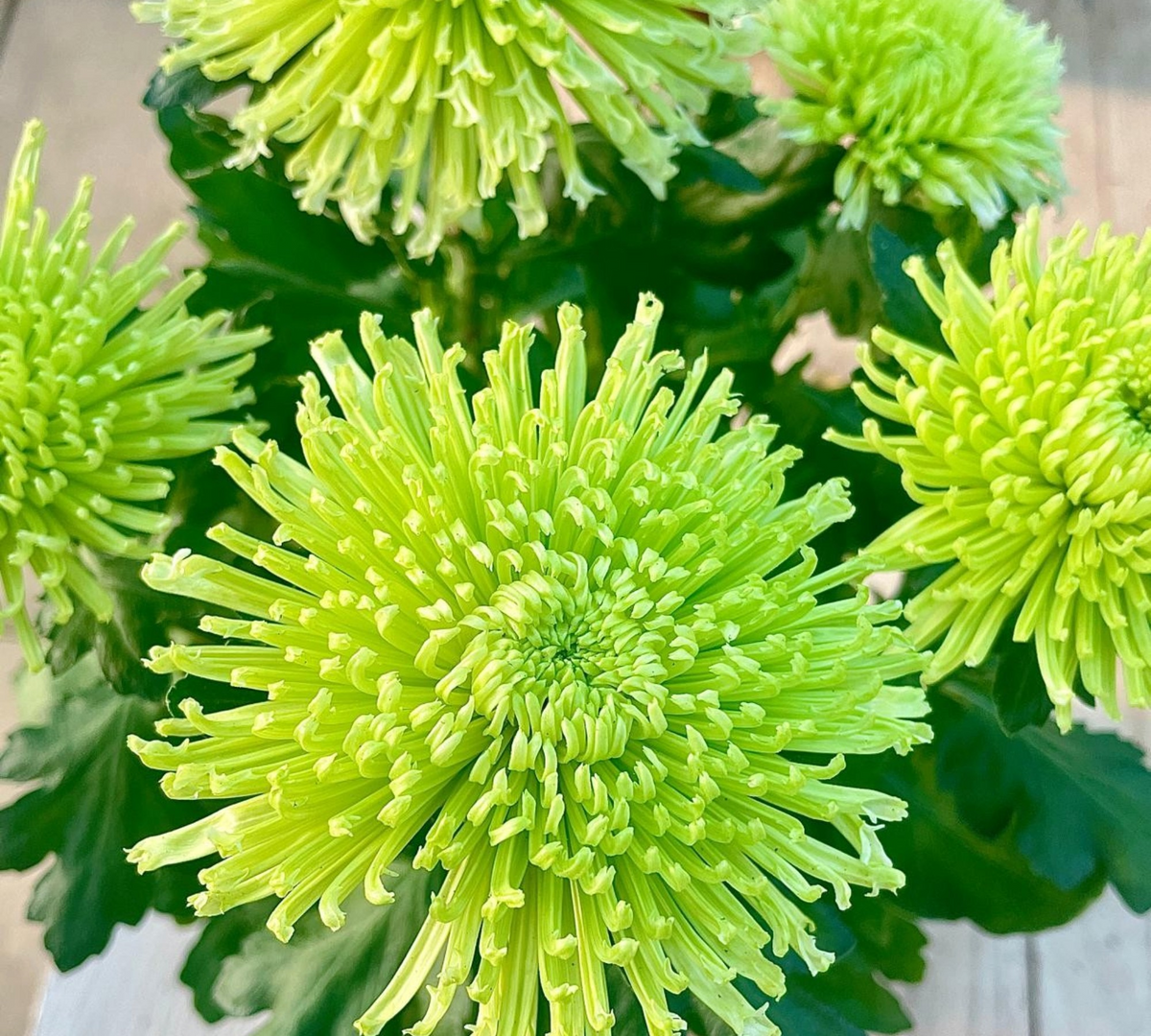 Fiori di crisantemo verde lime con petali a spillo, tra foglie verde scuro