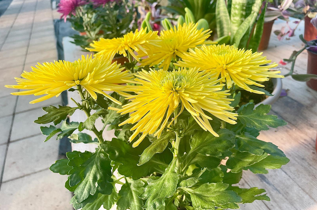 Crisantemo dai petali gialli a fiocco con foglie verdi dentellate, in vaso su un bancone esterno