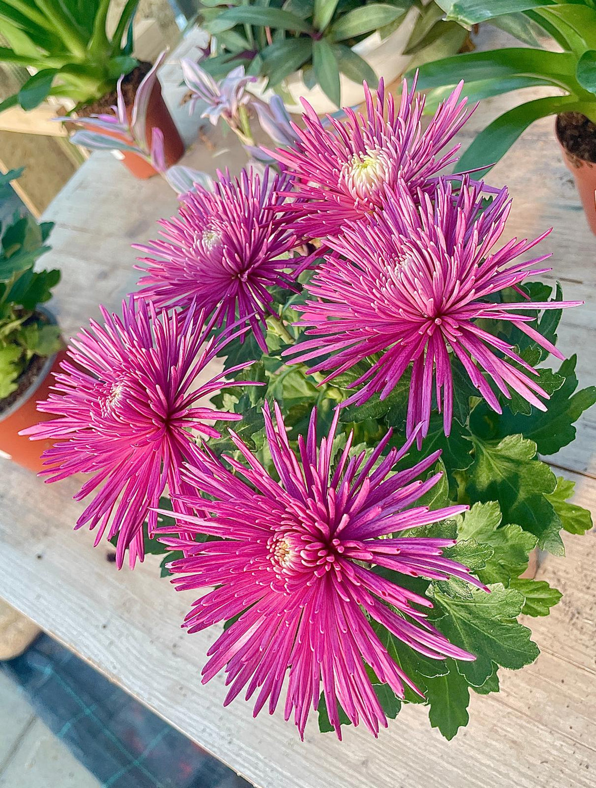 Fiori di crisantemo rosa a petali aghiformi su foglie verdi, in vaso su tavolo di legno
