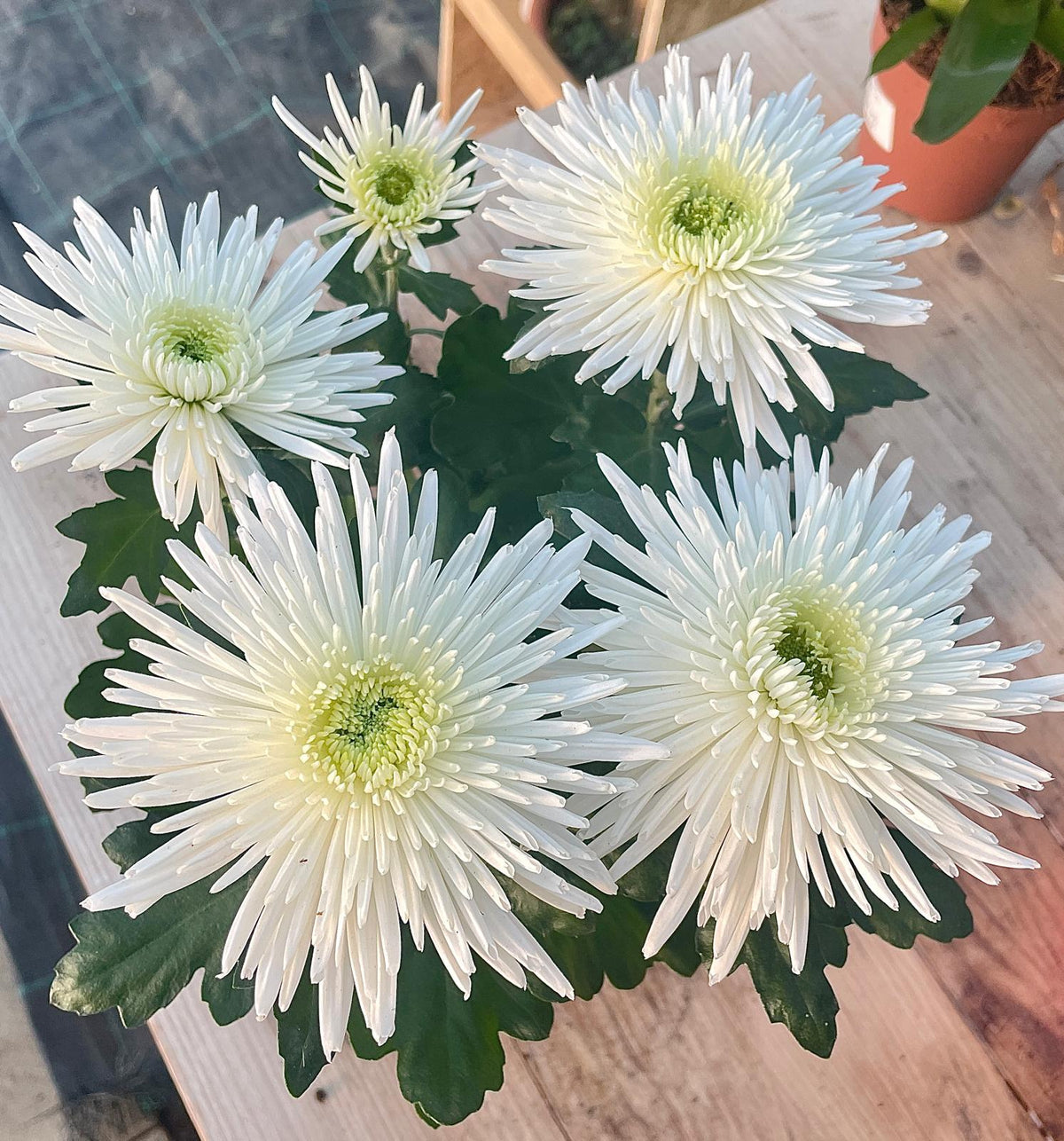 Crisantemo con fiori bianchi dai petali sottili e centro verde chiaro, su sfondo di tavole di legno