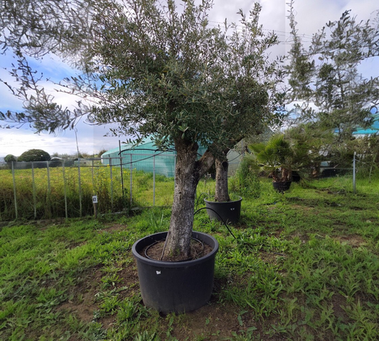 Olea Europea grandi esemplari --H 260 cm