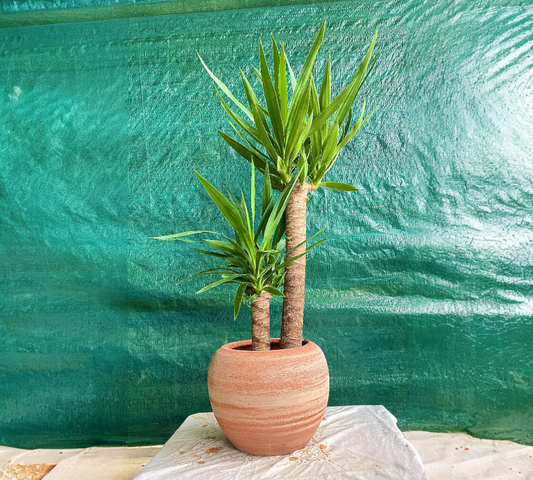Yucca