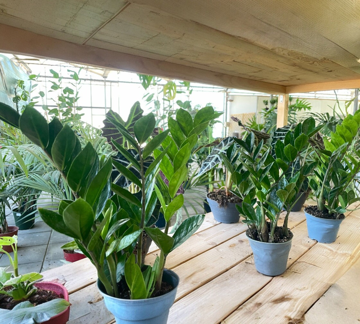 Zamioculcas