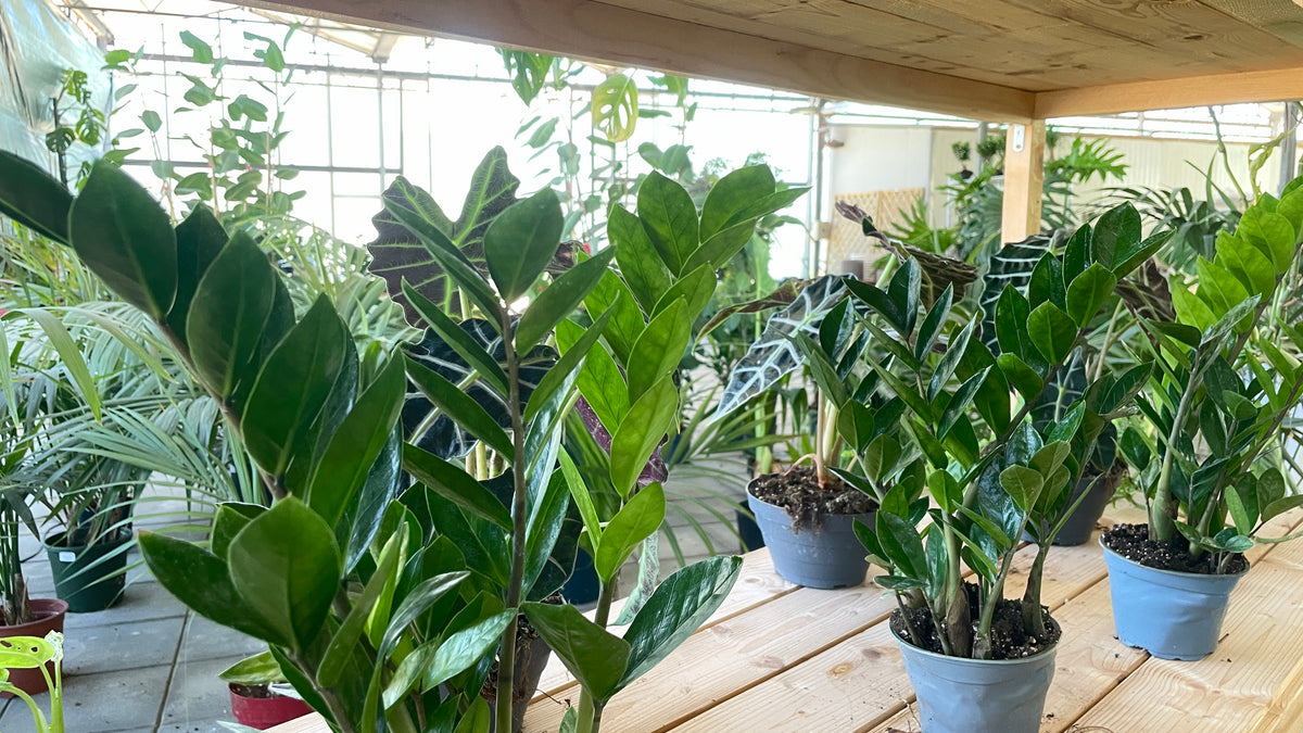 Zamioculcas