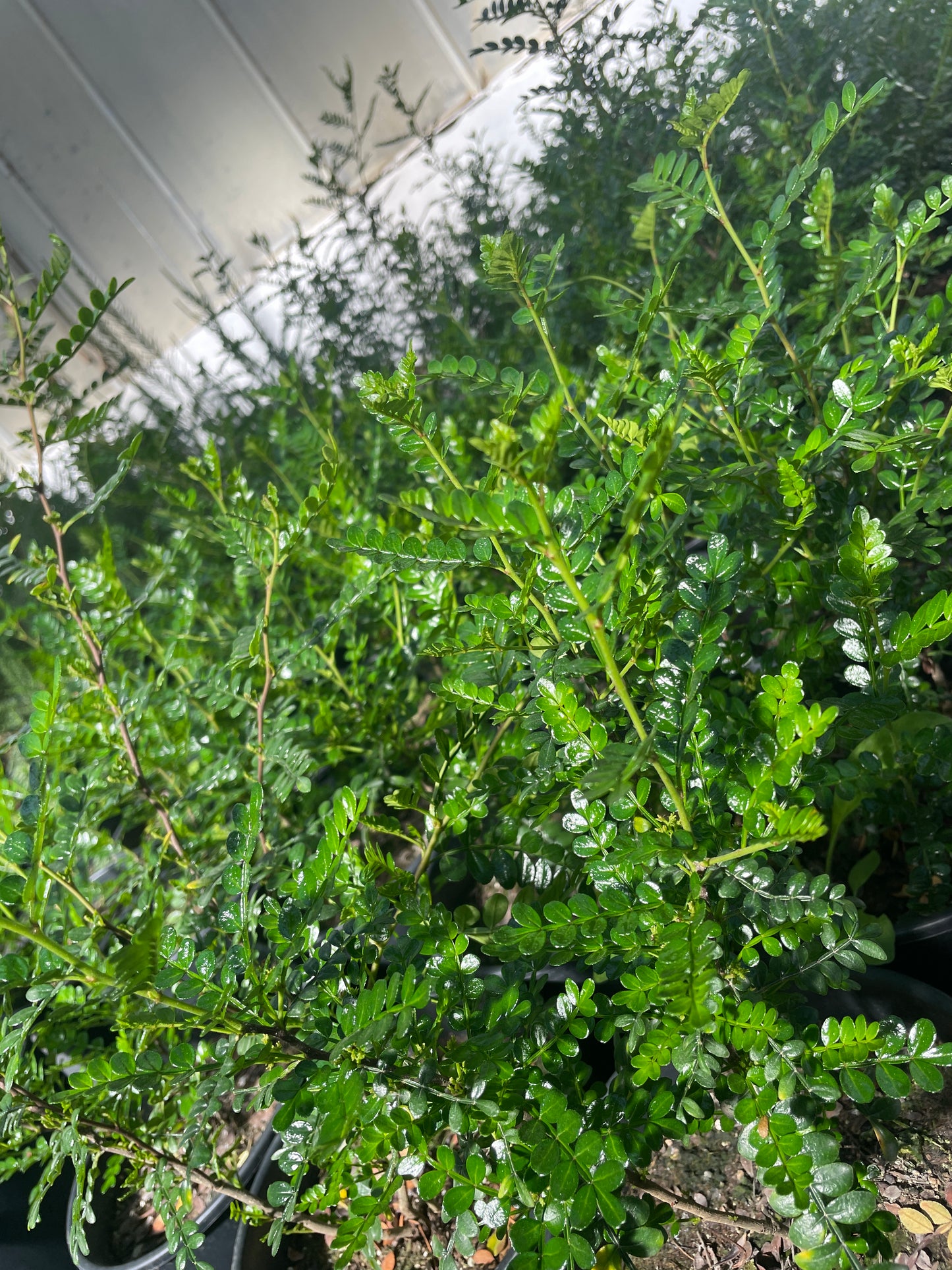 Zanthoxylum piperitum v20 cm