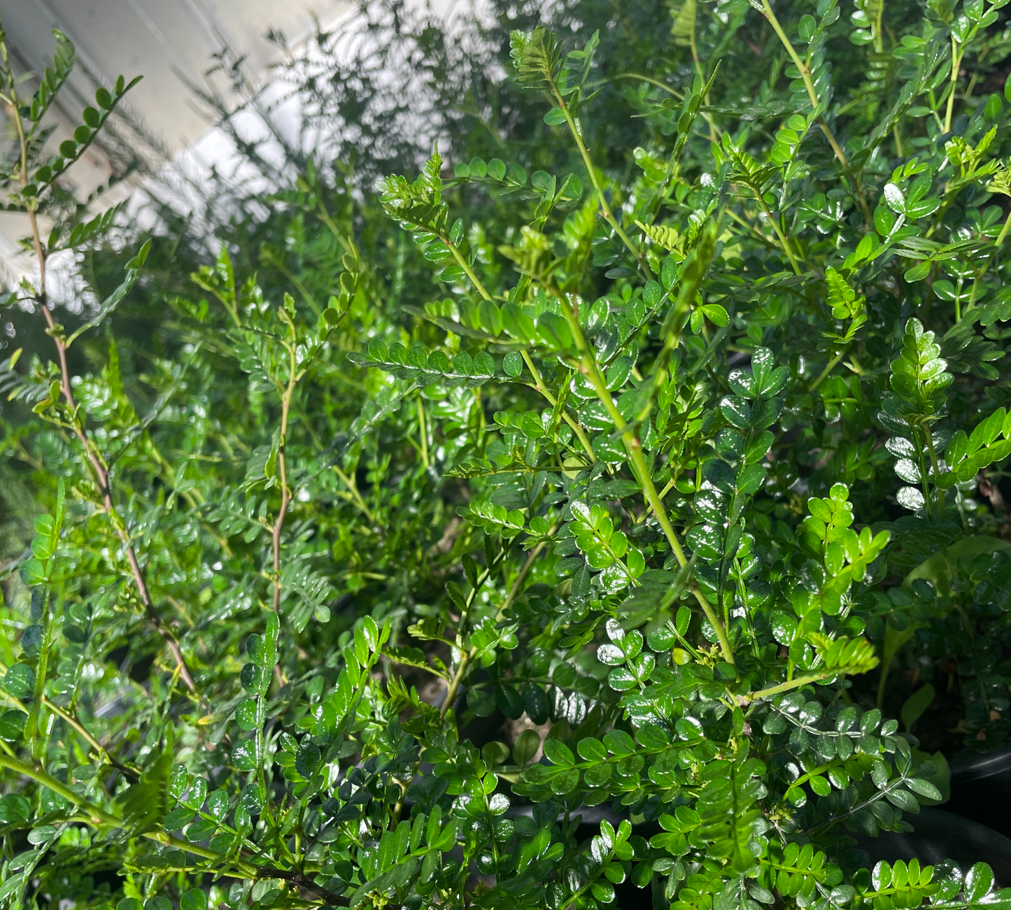 Zanthoxylum piperitum v20 cm