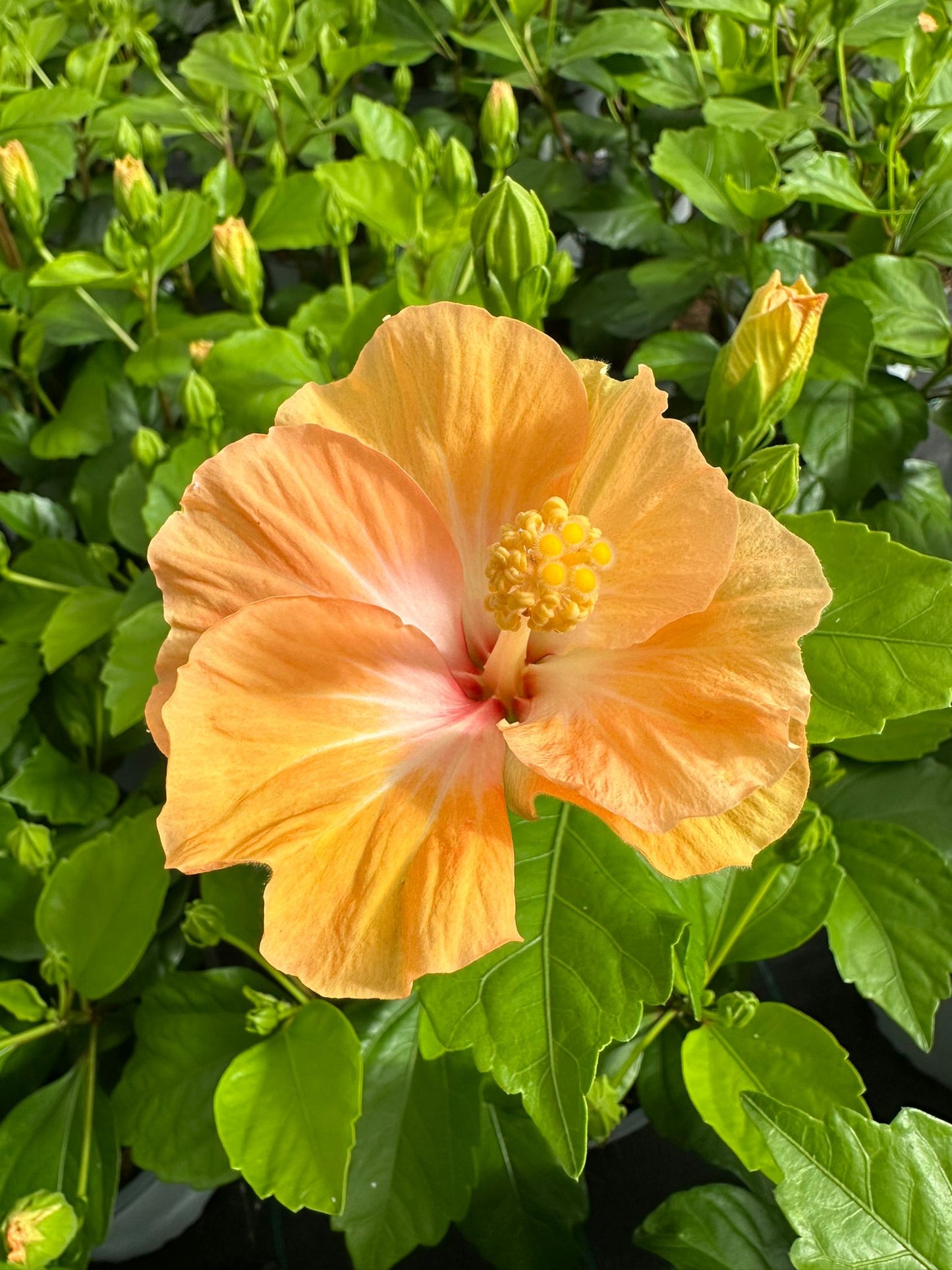 Hibiscus rosasinensis