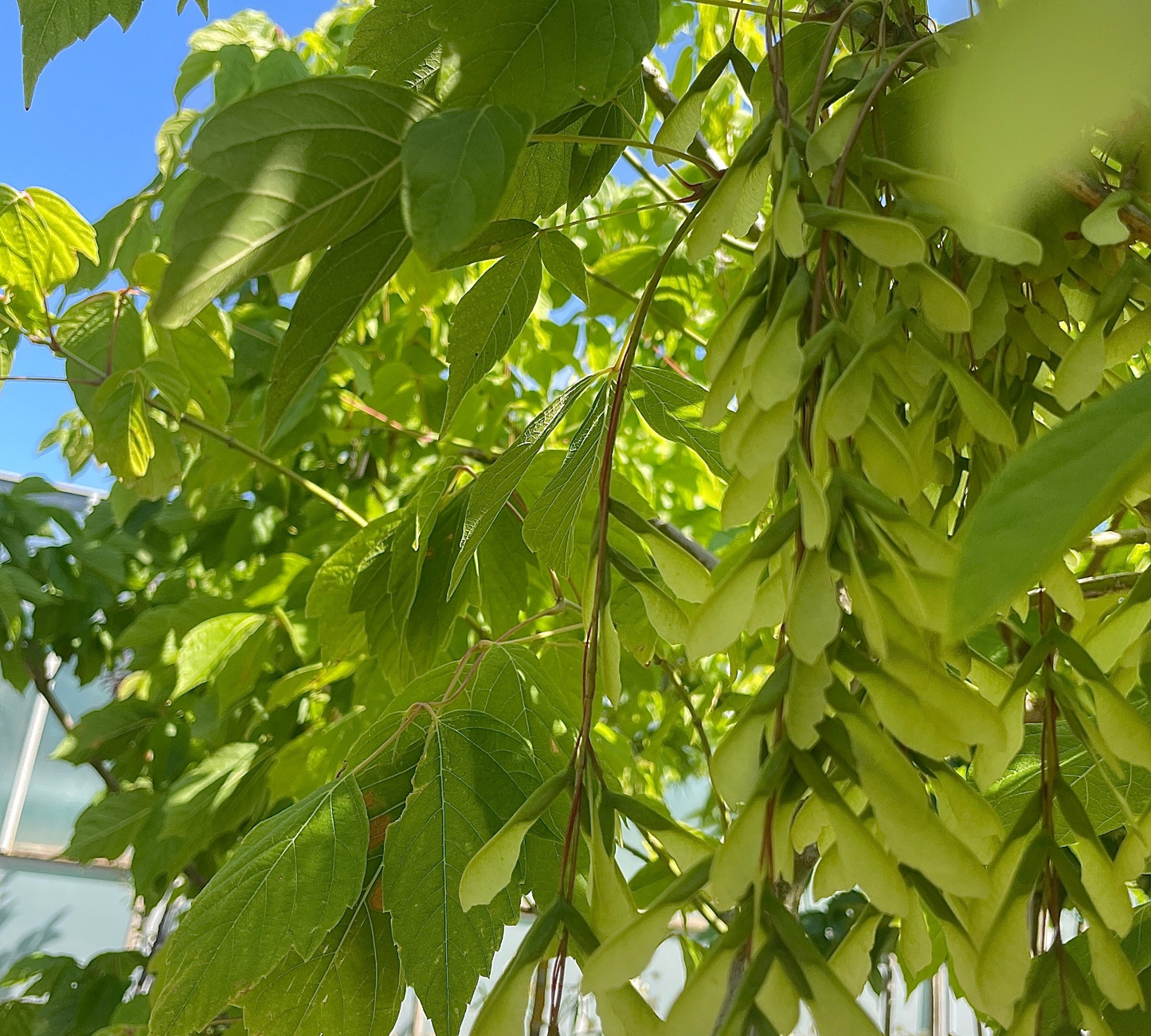 Acer Negundo (Acero Americano) Vaso 40cm 10/12